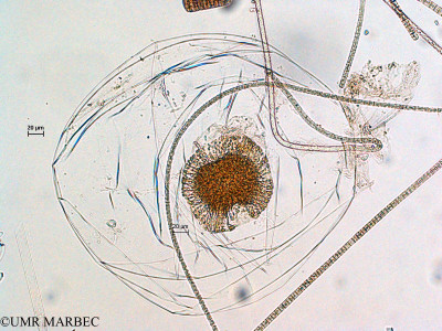 phyto/Scattered_Islands/all/COMMA April 2011/Pyrocystis sp (ancien Noctilucale 1 cf Kofoïdinium sp)(copy)_thumb.jpg